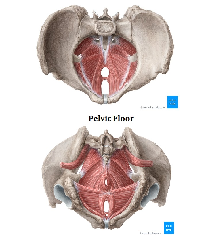 পেলভিক ফ্লোর এর ছবি (pelvic floor)